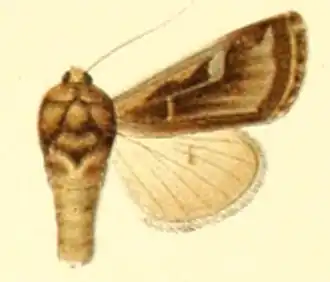 Ochropleura lasciva