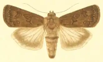 Agrotis lata