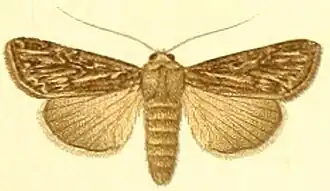 Dichagyris multicuspis