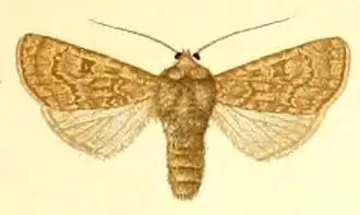 Euxoa mustelina