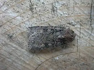 Euxoa nigricans Rookkleurige worteluil