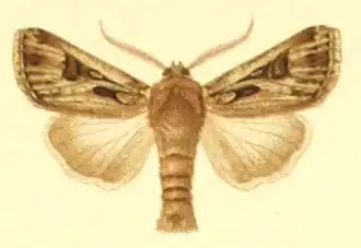 Agrotis obesa