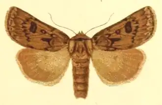 Agrotis ruta