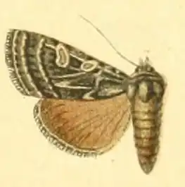 Chersotis poliogramma