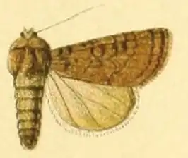 Euxoa robiginosa