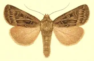Agrotis robusta