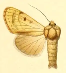 Dichagyris romanovi