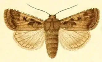 Euxoa sabuletorum