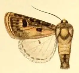 Agrotis sabulosa