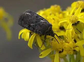 Euxoa septentrionalis