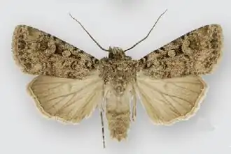 Euxoa simulata