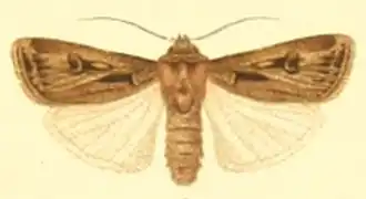 Agrotis spinifera