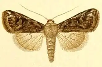 Yigoga spissilinea