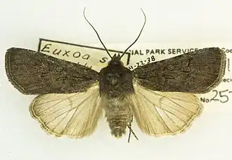 Euxoa stygialis