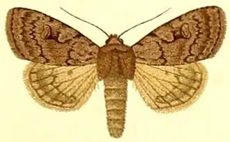Coenophila