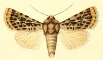 Xestia trifida