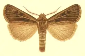 Agrotis trifurcula