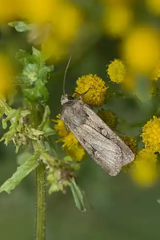 Euxoa tritici Graanworteluil