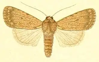 Dichagyris verecunda