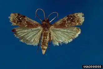 Euzophera semifuneralis