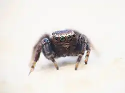 Evarcha michailovi, mannelijk