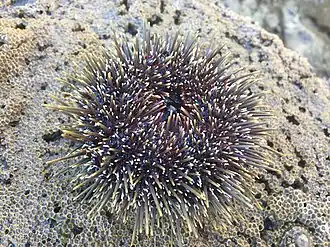 Evechinus chloroticus