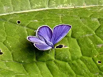 Cupido argiades Staartblauwtje