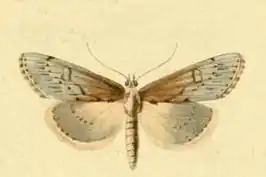 Evergestis isatidalis