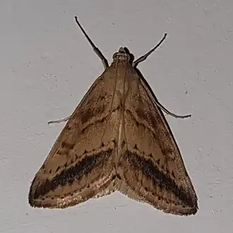 Evergestis nomadalis