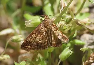 Evergestis politalis