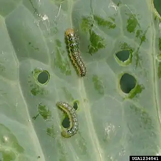 Evergestis rimosalis