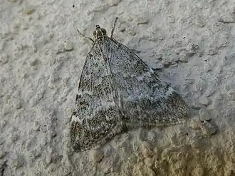 Evergestis sophialis