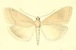 Evergestis subfuscalis