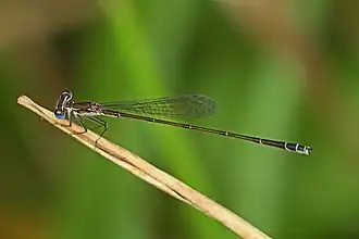 Nehalennia pallidula