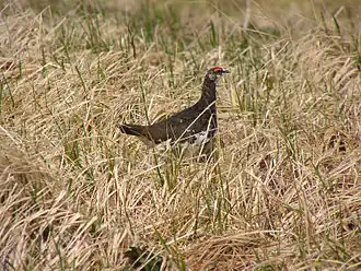 Lagopus muta evermanni, mannetje in zomerkleed op het eiland Attu
