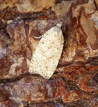 Exaeretia preisseckeri