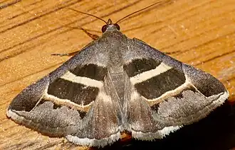 Grammodes exclusiva