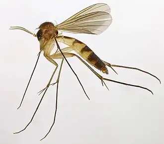 Exechiopsis crucigera