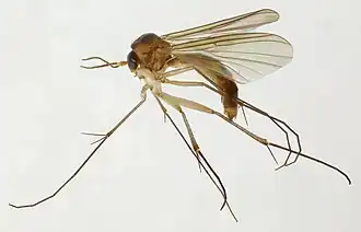 Exechiopsis fimbriata