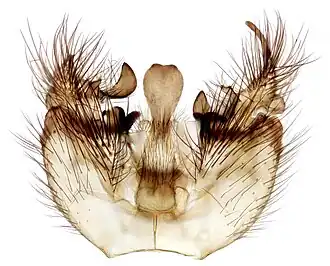 Exechiopsis magnicauda