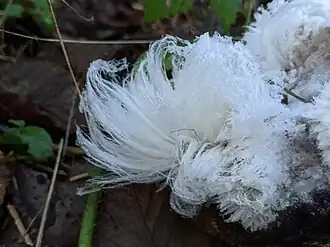 Rozeblauwig waskorstje