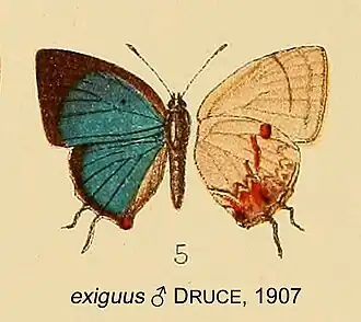 Iaspis exiguus
