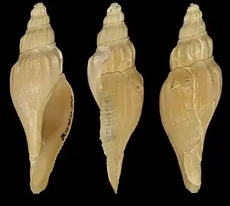 Exilia cortezi