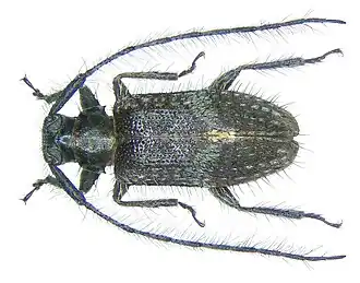 Exocentrus alboguttatus