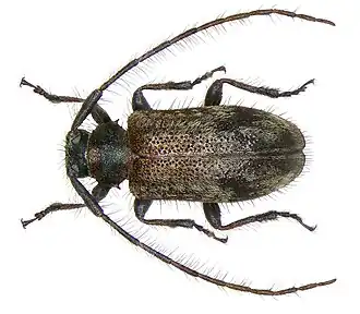 Exocentrus championi