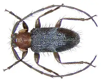 Exocentrus explanatidens