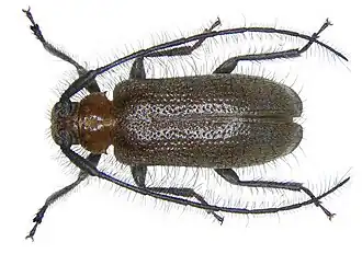 Exocentrus ravillus