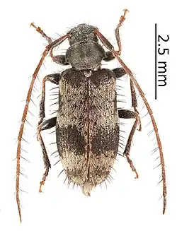 Exocentrus stierlini