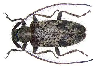 Exocentrus transversifrons