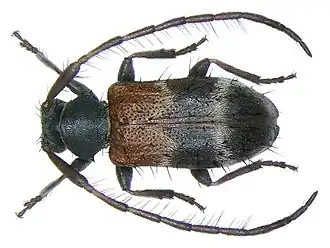 Exocentrus validus